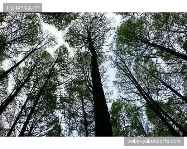 澳波下课引发森林管理层重组教练团队计划调整新策略